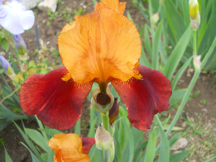 Gai Luron - irisi 2014