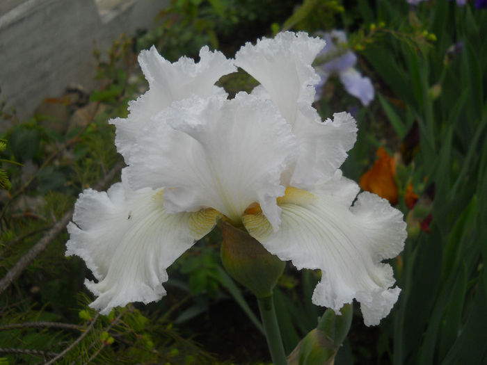 Pure at the iris - irisi 2014