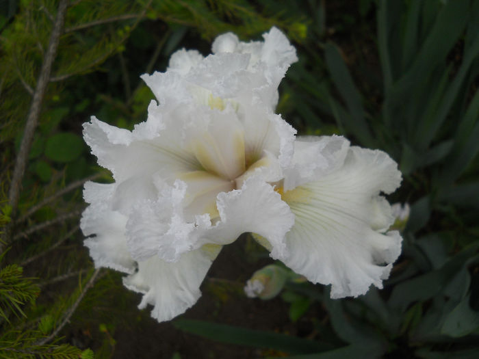 DSCN1849_061 - irisi 2014