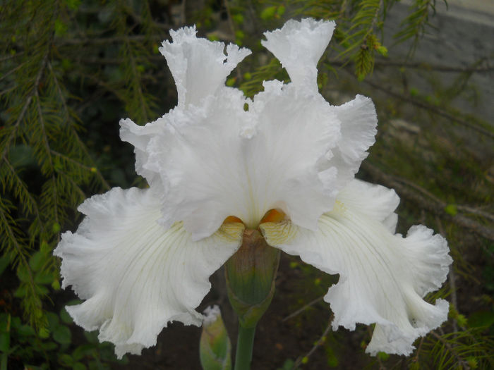 DSCN1850_062 - irisi 2014