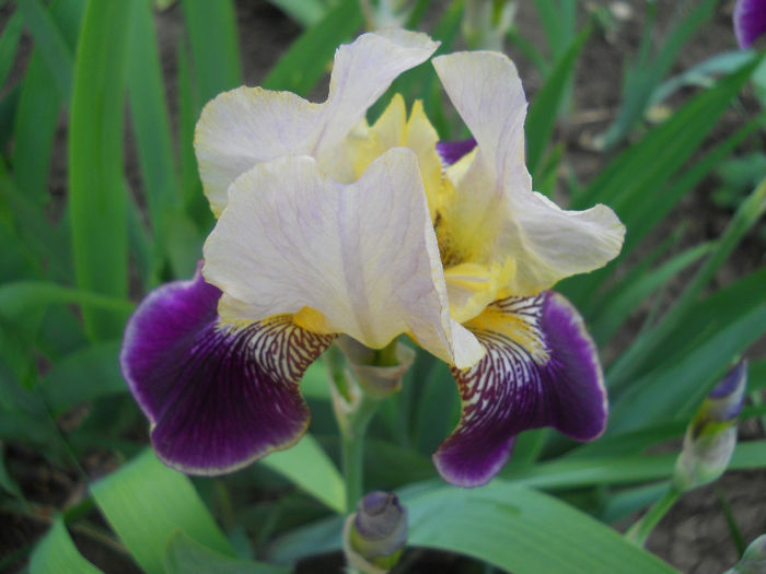 DSCN1856_068 - irisi 2014