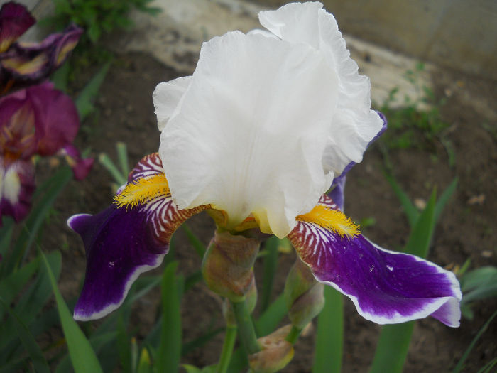 DSCN1857_069 - irisi 2014