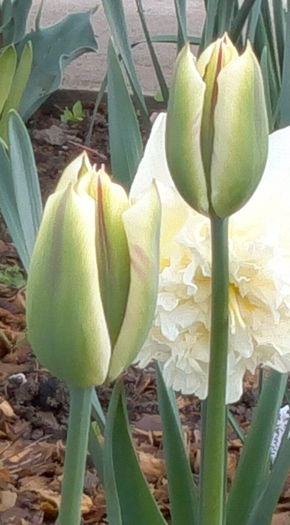 flaming spring artist