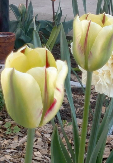 flaming spring artist