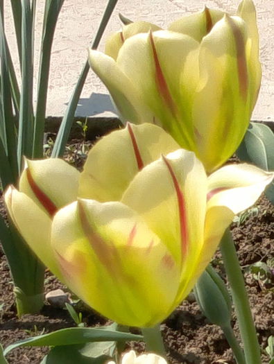 flaming spring artist