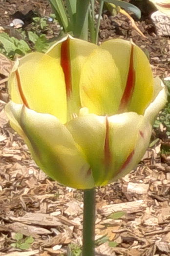 flaming spring artist