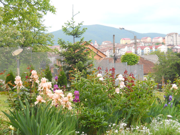 DSCN1891_103 - irisi 2014