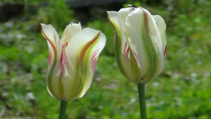 flaming spring artist