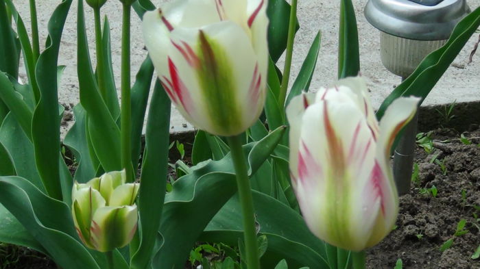 flaming spring artist