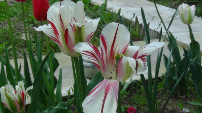 flaming spring artist