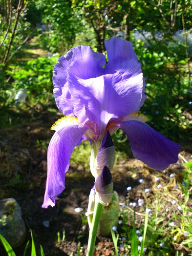 variegat - Irisi de poveste