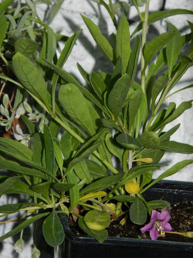 DSCN8552 goji Maripi