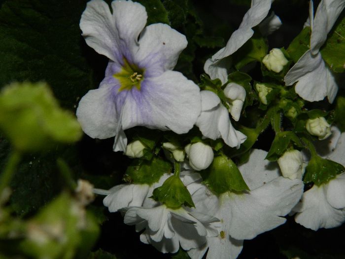 DSCN8568 primula obconica