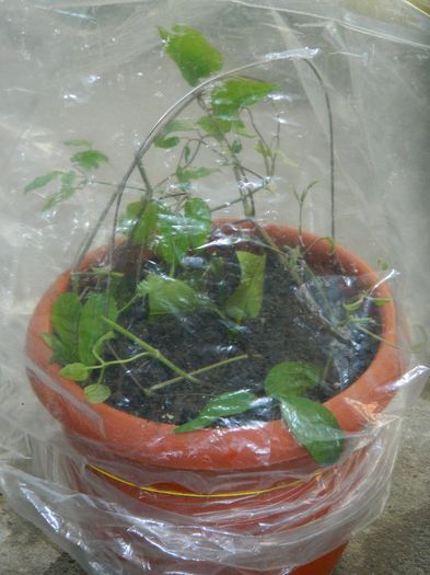 DSCN8600 clematite+lamai Ileanap