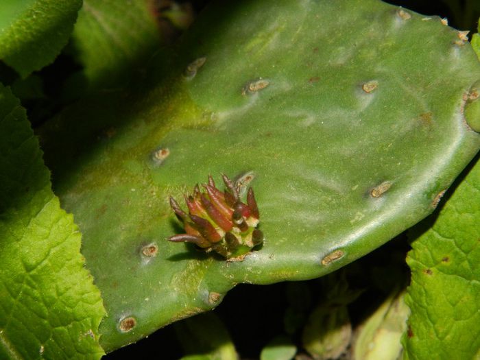 DSCN8601 cactus de gradina Ileanap