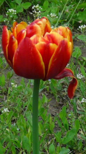 orange princes - e-lalele2014