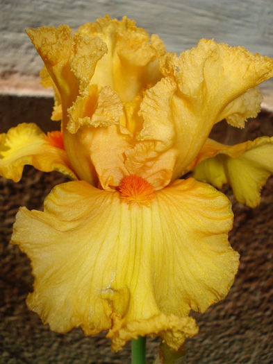 47A. Fringe Benefits