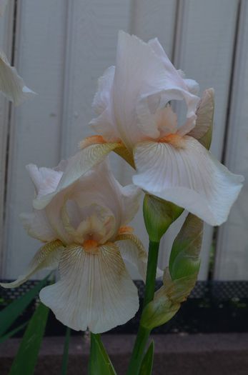 DSC_1256 - 1 irisii anului 2014