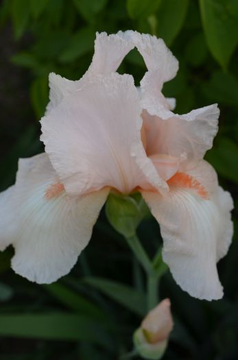 DSC_1257 - 1 irisii anului 2014