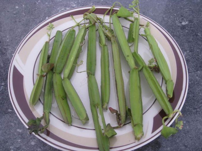 Cissus quadrangularis, - 2-de vanzare 2019-2020-SEMINTE IERBURI FOLOSITOARE SI PLANTE MEDICINALE RARE