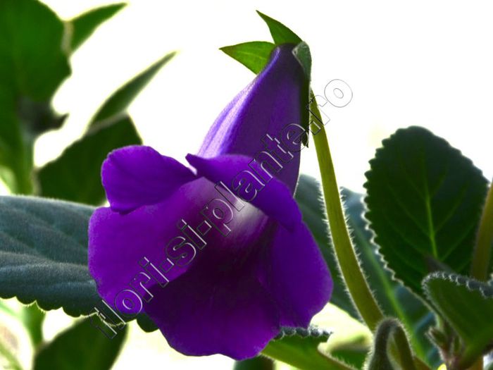 Sinningia Luci s Big Bell