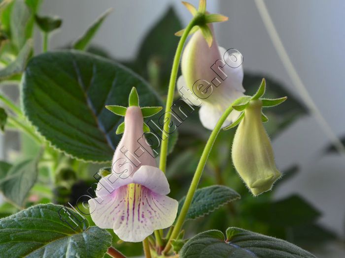Sinningia Luci s Dragonfly - GLOXINIA_SINNINGIA - Hibrizii mei -My hybrids