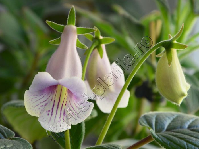 Sinningia Luci s Dragonfly - GLOXINIA_SINNINGIA - Hibrizii mei -My hybrids