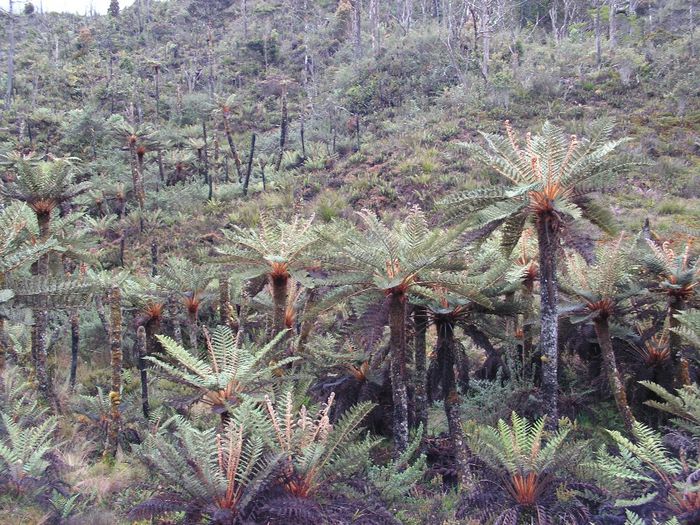 Cyathea tomentosissima