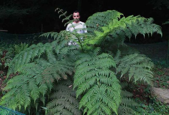 Cyathea australis