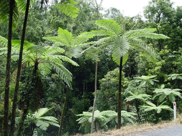 cyathea  cooperi