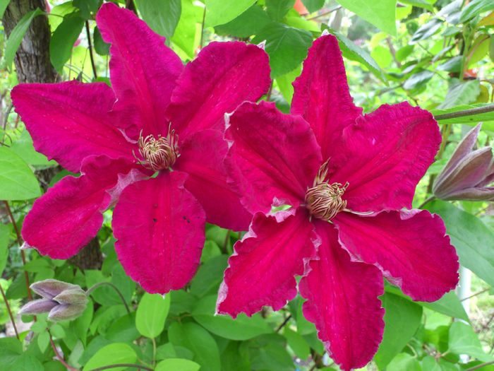 Ernest Markham - Clematis