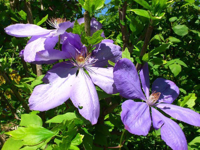 DSC_4855 - Clematis