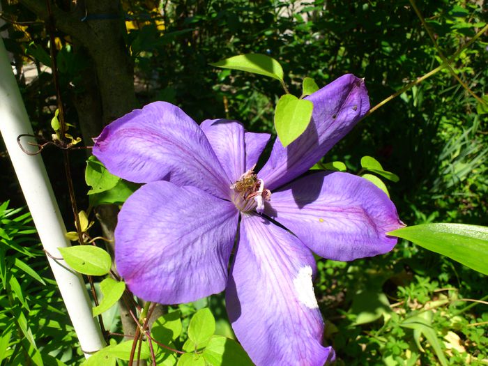 DSC_4854 - Clematis