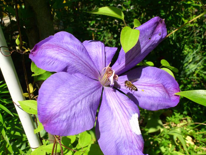 DSC_4853 - Clematis