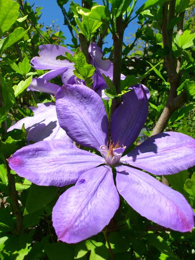 DSC_4852 - Clematis