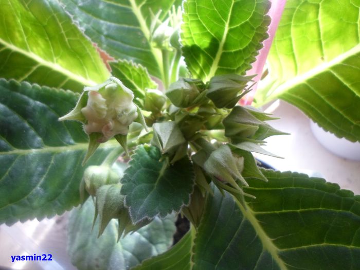 677 mai 2014 - Gloxinia Red-pierdut