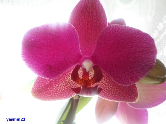 679 - 9-Orchideele mele