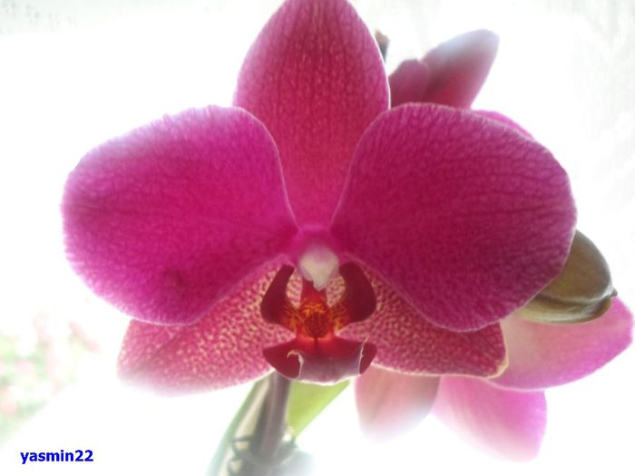 681 - 9-Orchideele mele