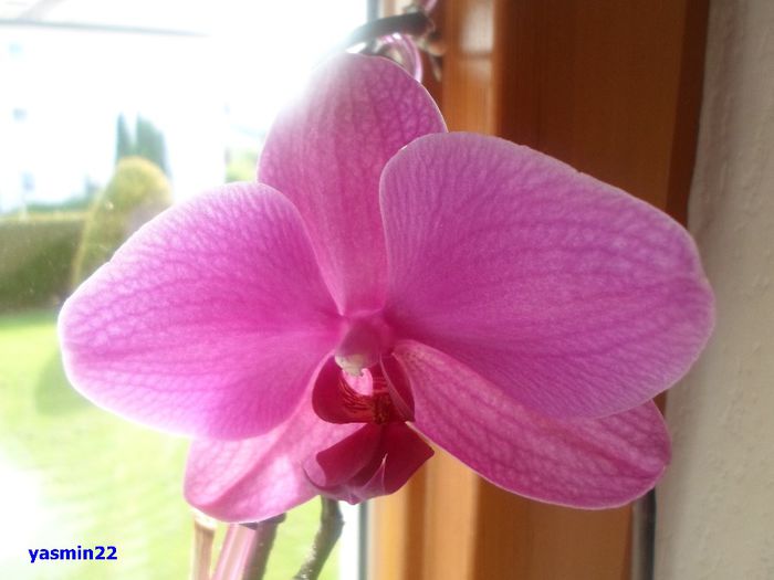 682 - 9-Orchideele mele
