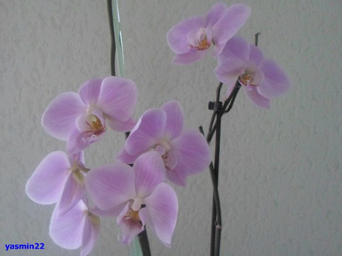 684 - 9-Orchideele mele