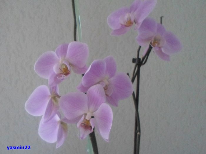 685 - 9-Orchideele mele