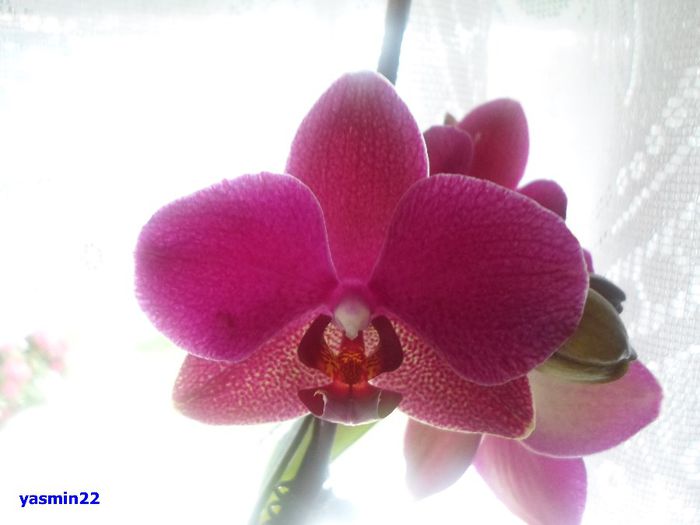 680 - 9-Orchideele mele