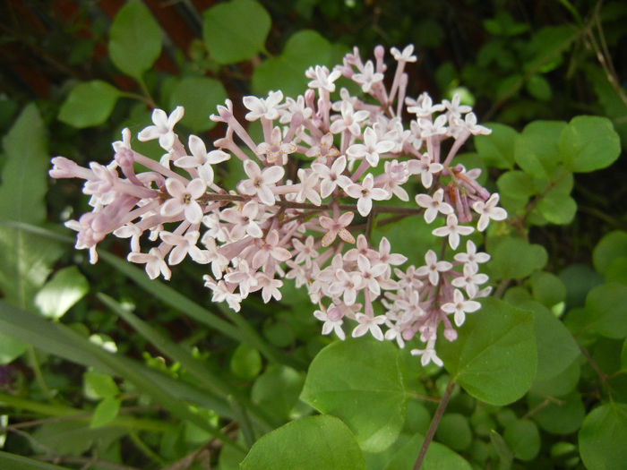 Syringa patula Miss Kim (2014, May 09) Syringa patula Miss Kim (2014, May 09)