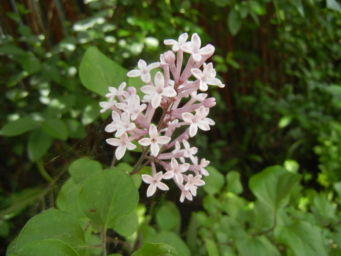 Syringa patula Miss Kim (2014, May 09) Syringa patula Miss Kim (2014, May 09)