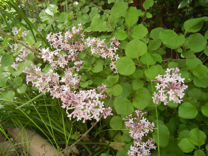 Syringa patula Miss Kim (2014, May 09) Syringa patula Miss Kim (2014, May 09)