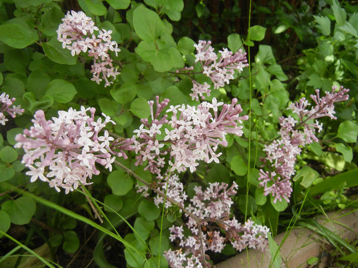 Syringa patula Miss Kim (2014, May 09) Syringa patula Miss Kim (2014, May 09)