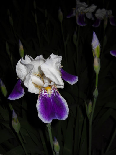 8.mai.014 - iRIS- 2014