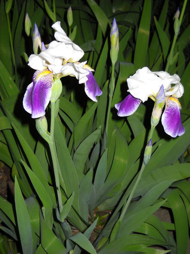 023 - iRIS- 2014