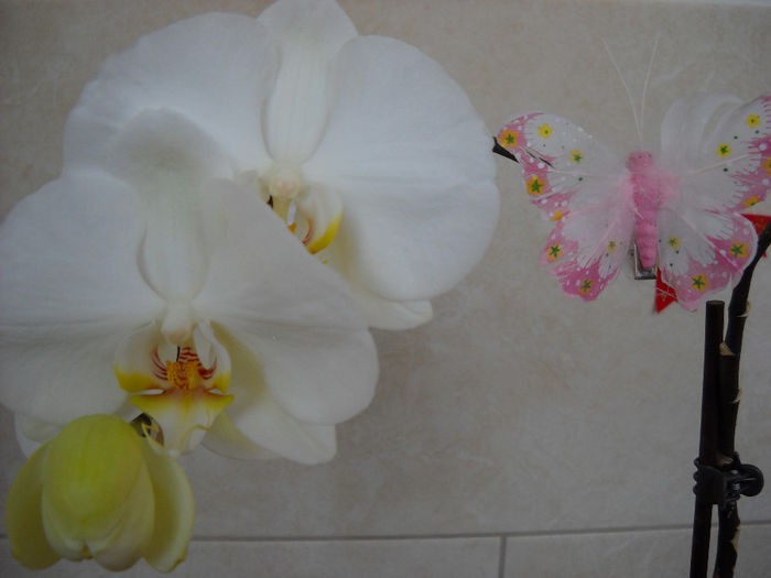 126 - Orhideea 2014-2018