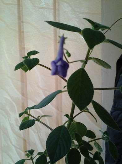 streptocarpela Elluta - 1mai